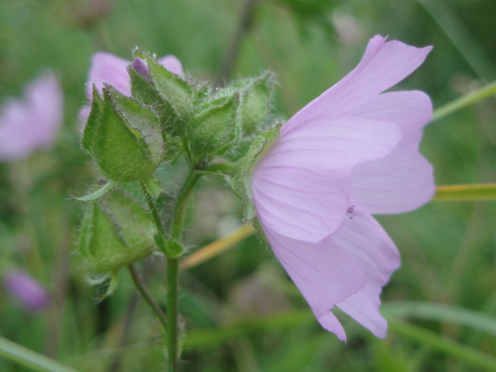 Blüte