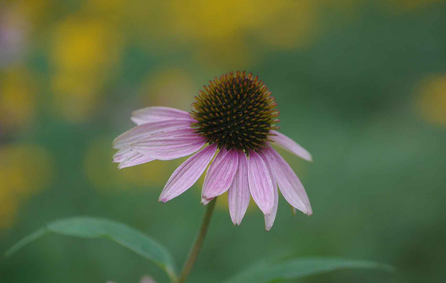 Blüte