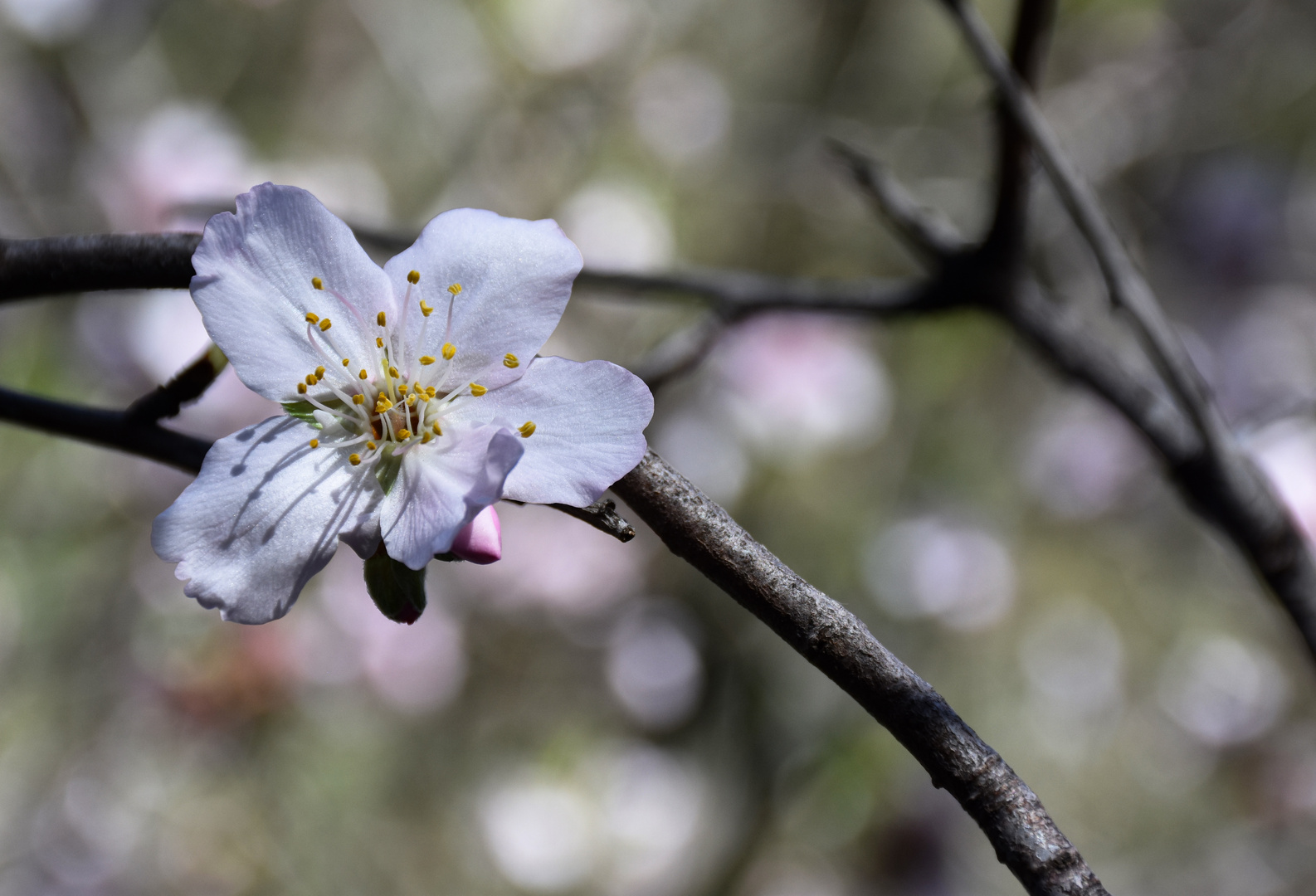 Blüte