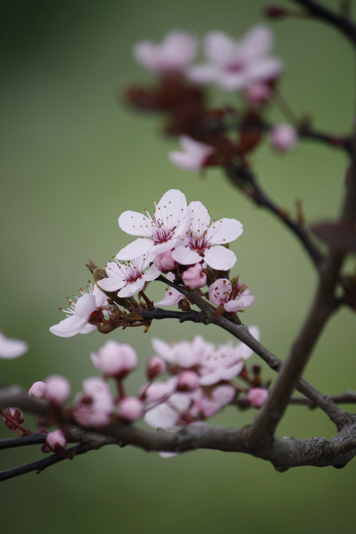 Blüte