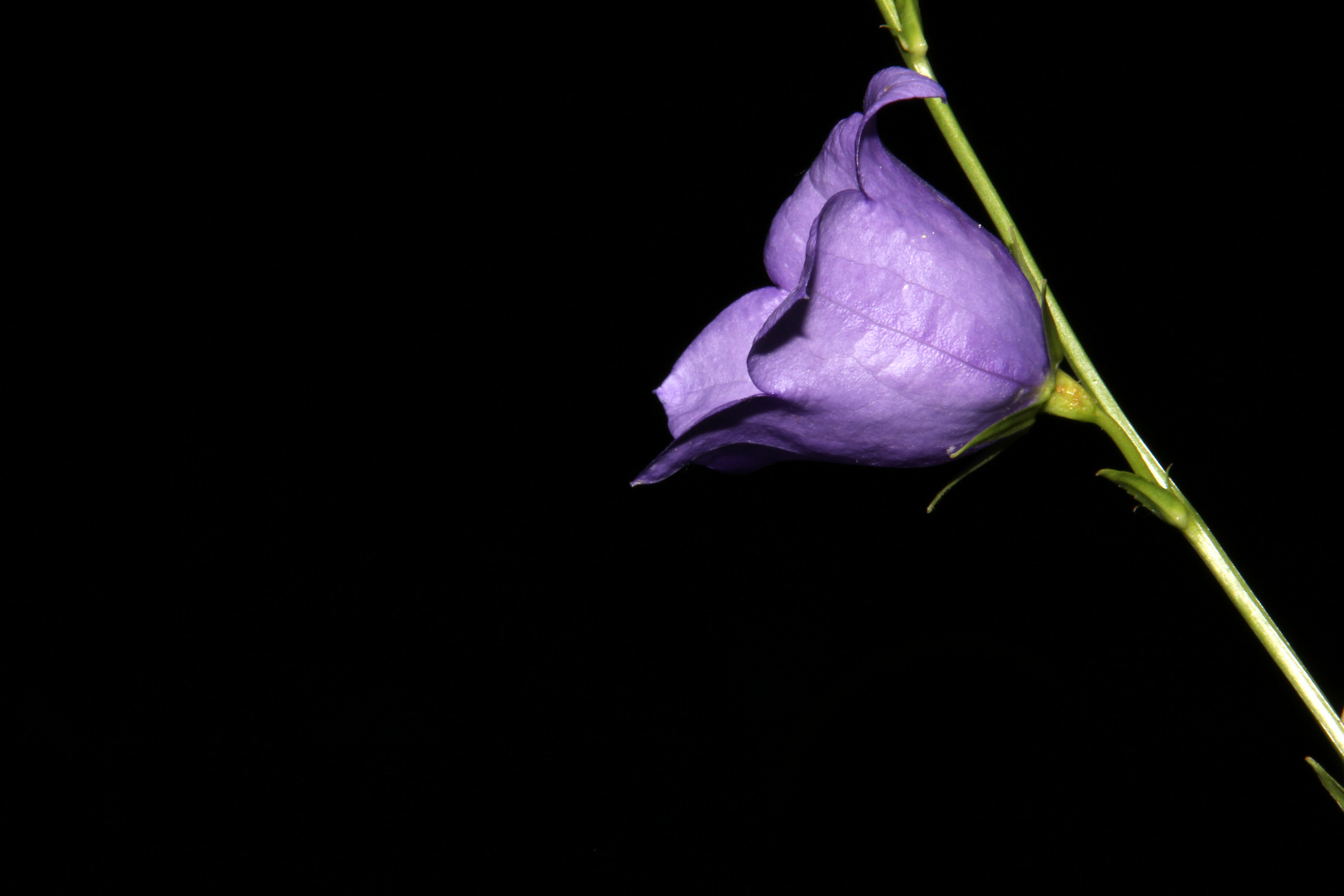 Blüte 1