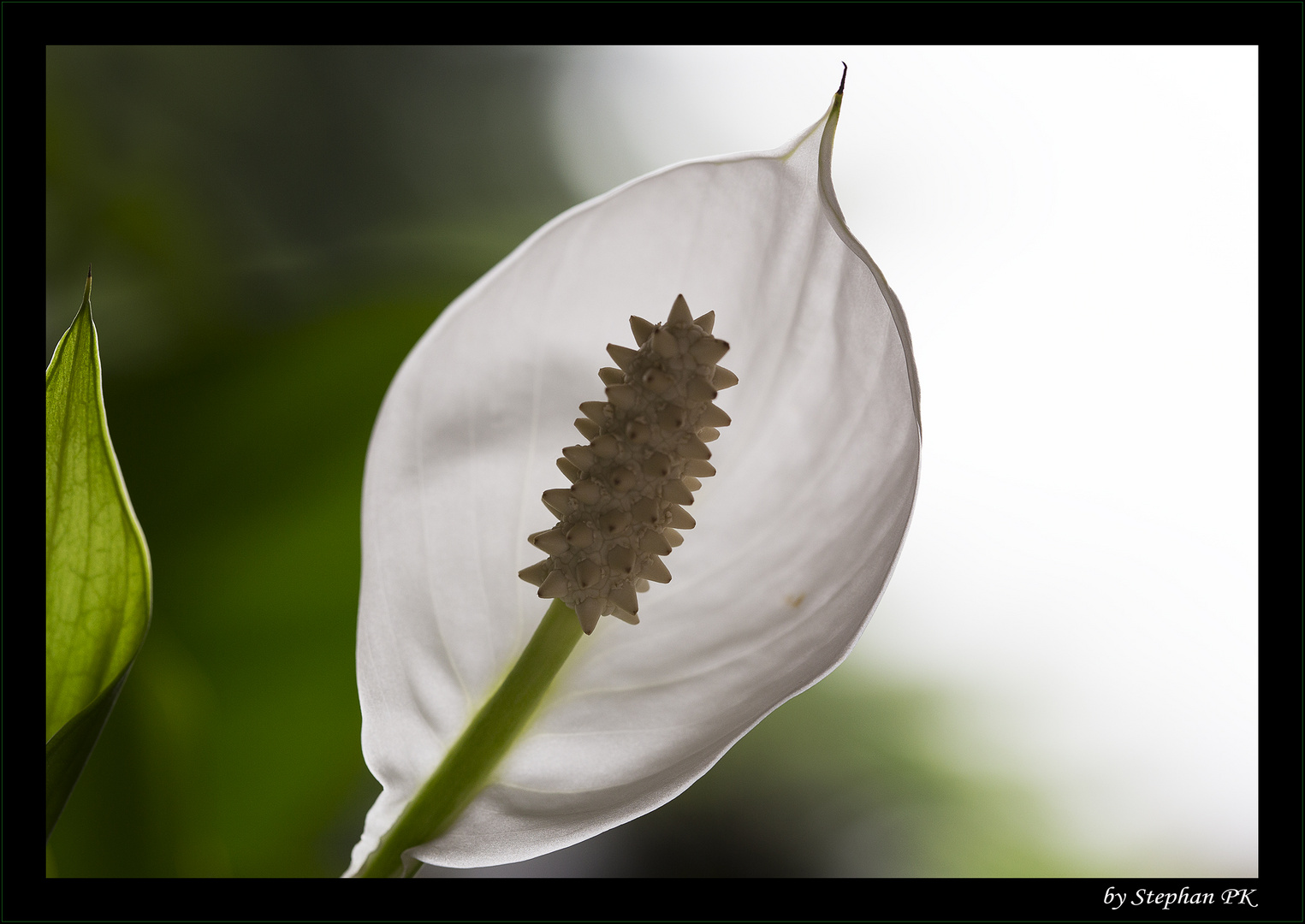 Blüte 1 mit Rahmen