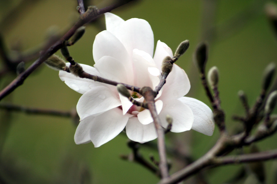 Blüte 1. Versuche