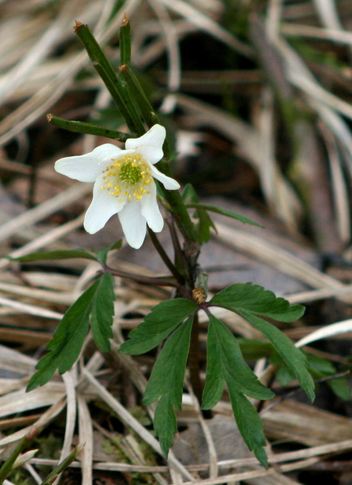 Blüte