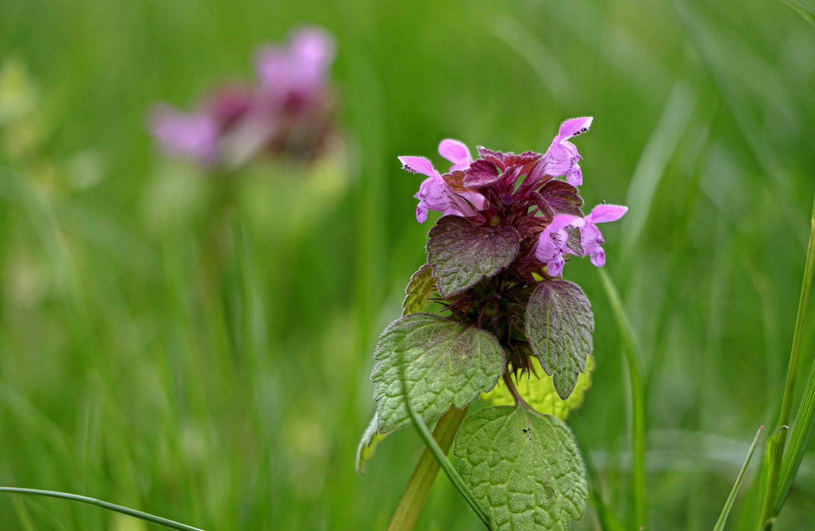 Blüte