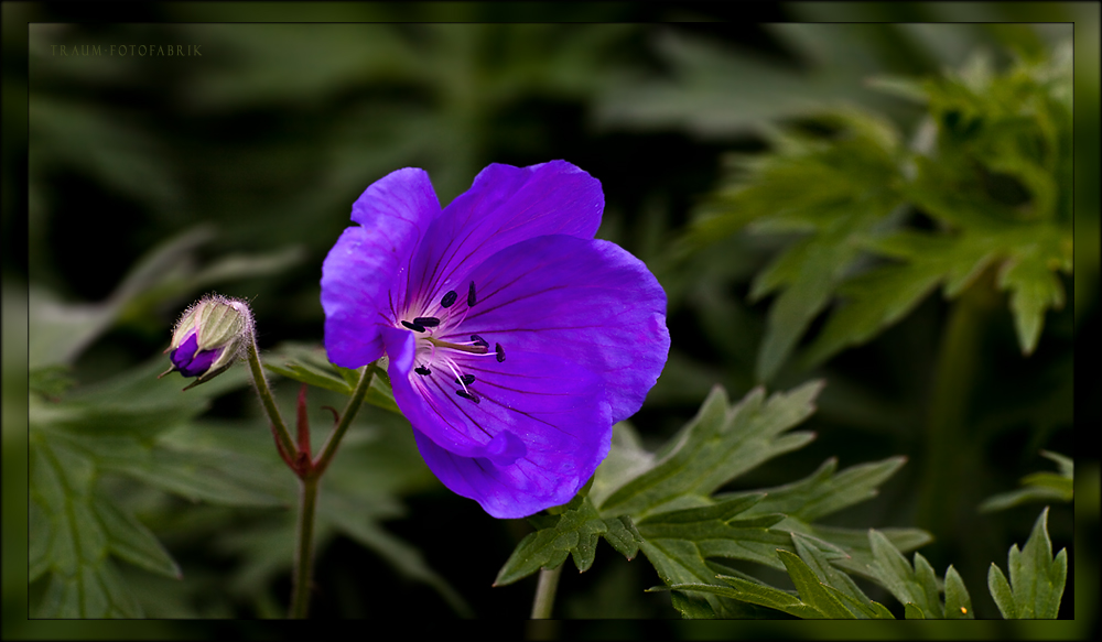 Blüte