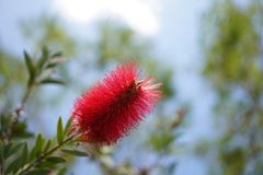 Blüte ...