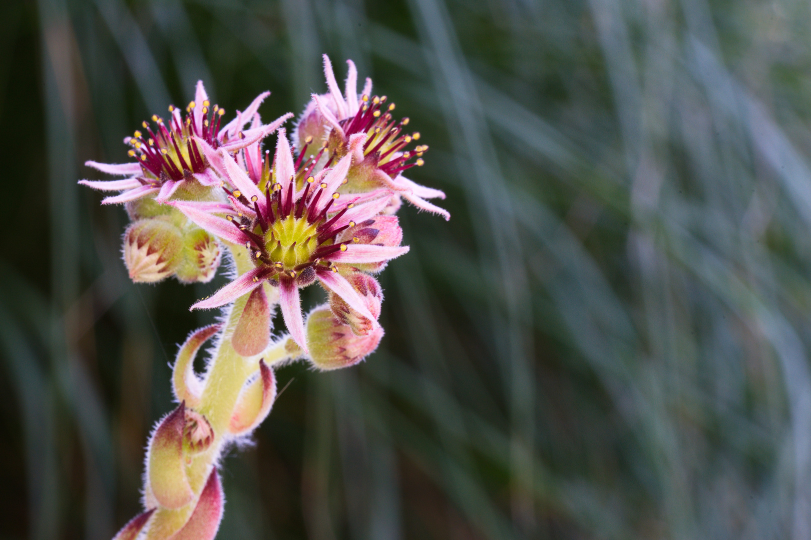 Blüte