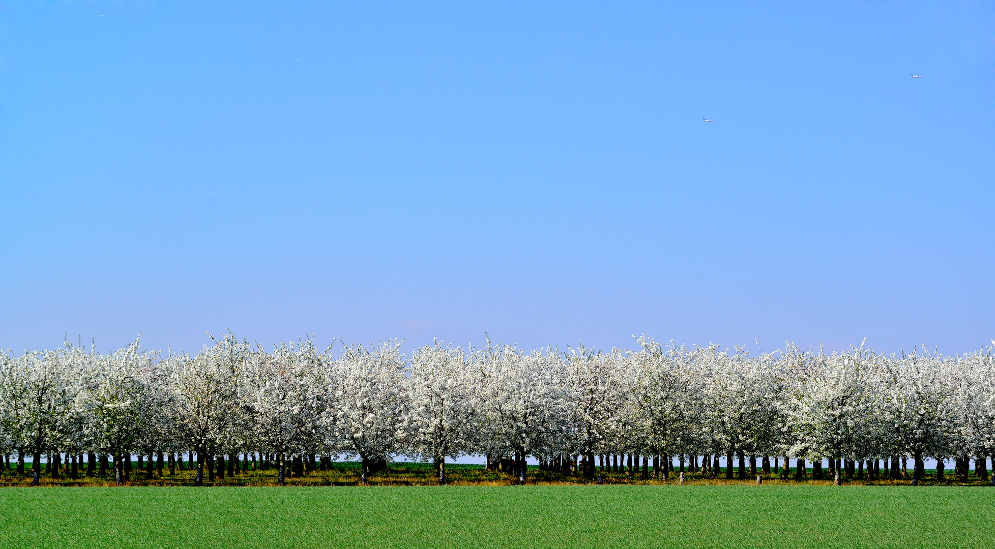 Blüte