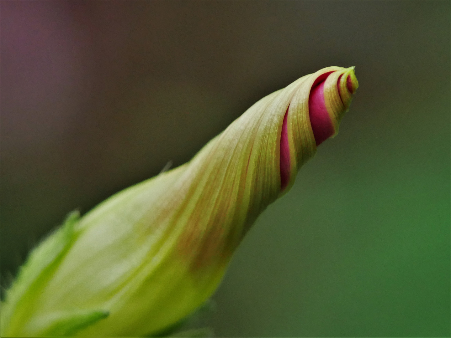 Blüte