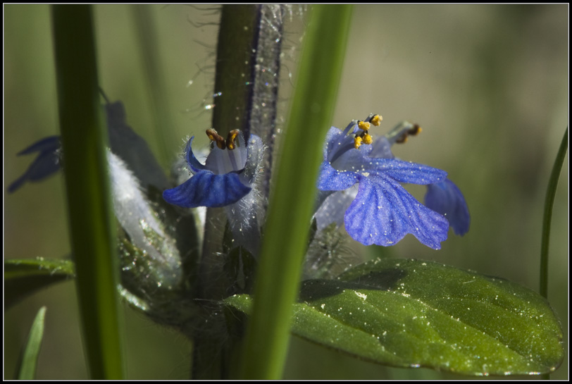 Blüte (2)