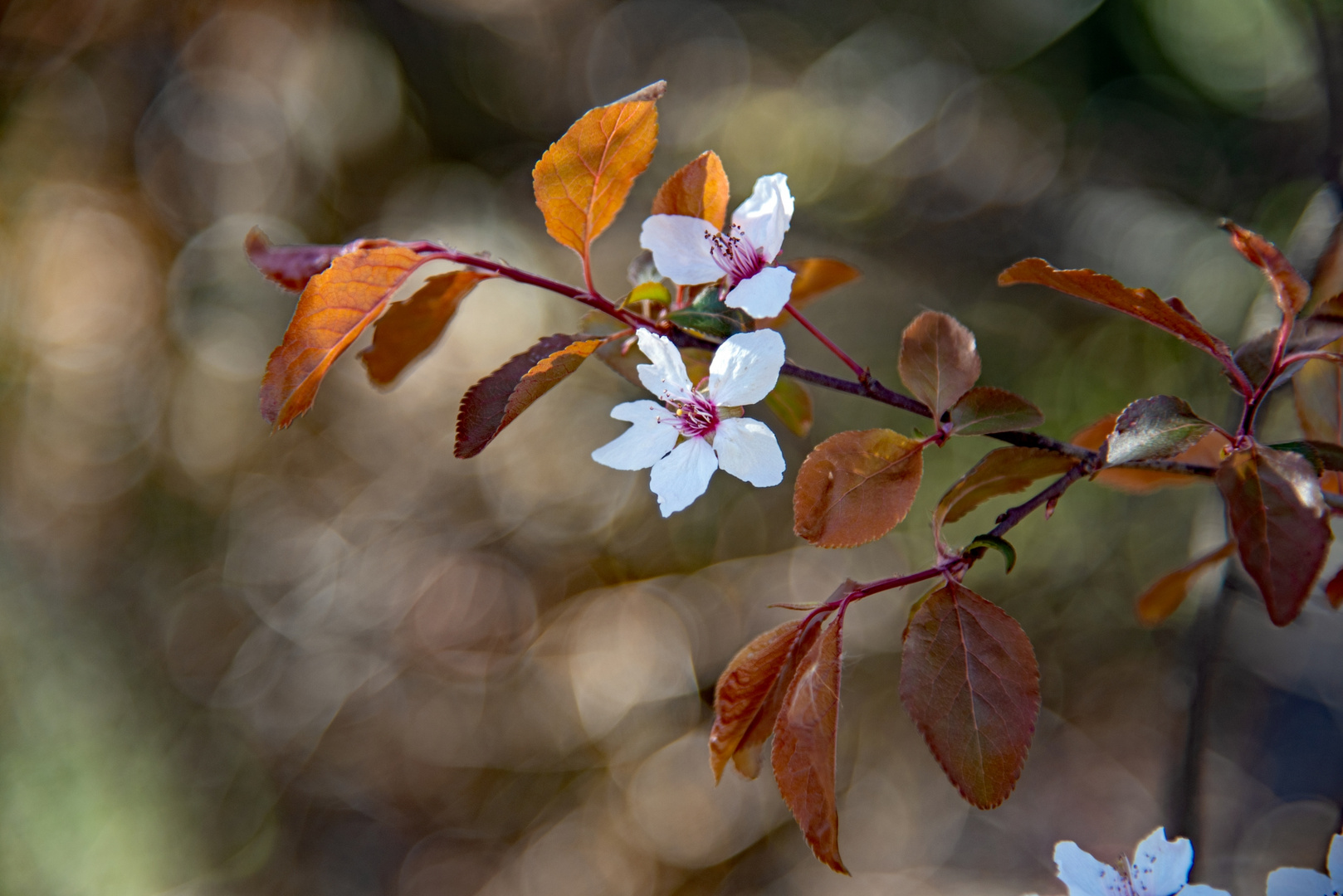 Blüte