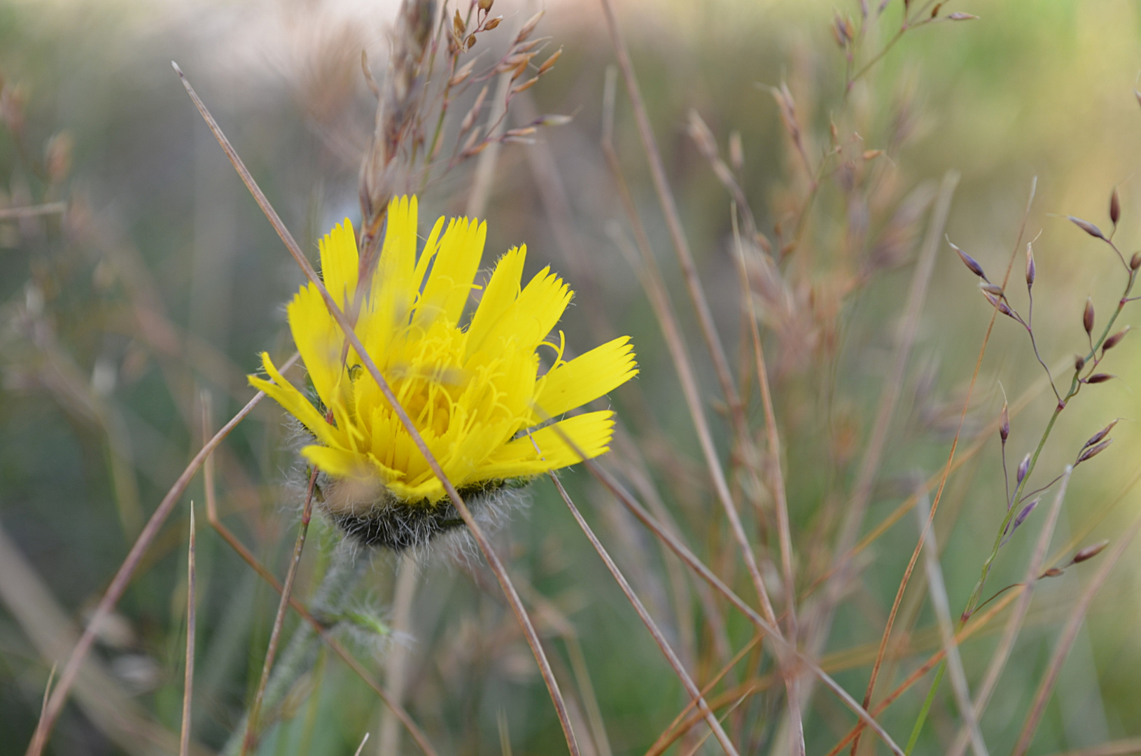 Blüte