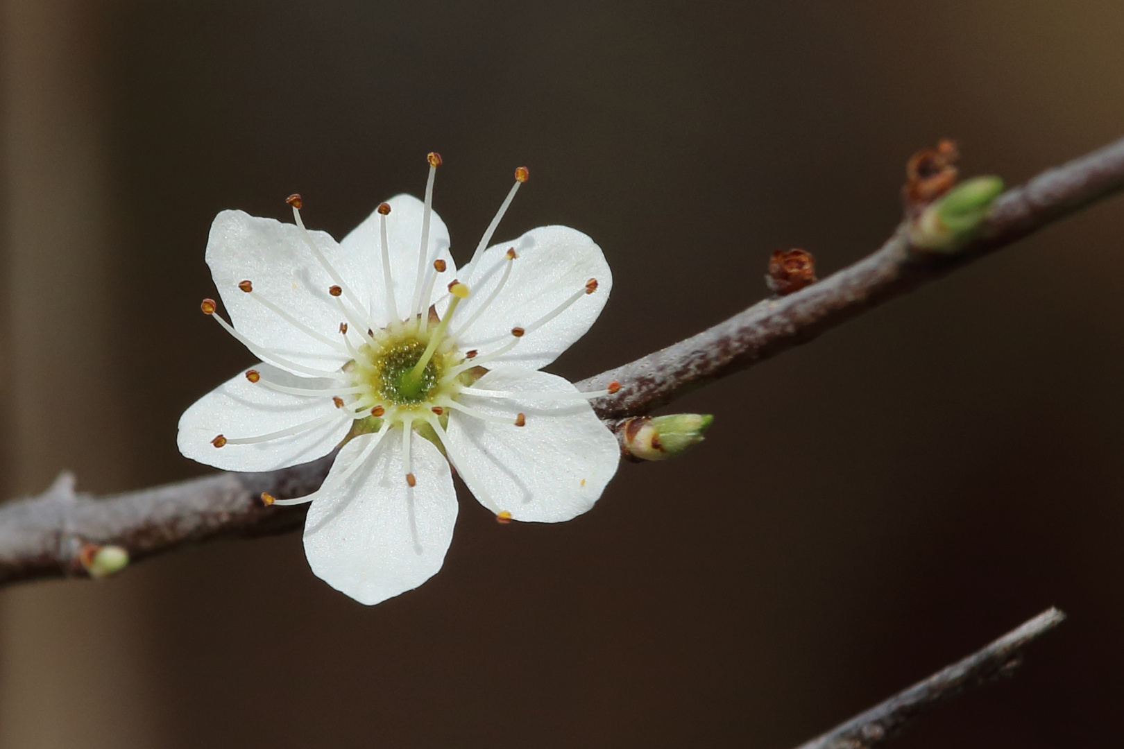 Blüte