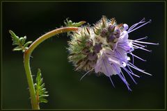 Blüte