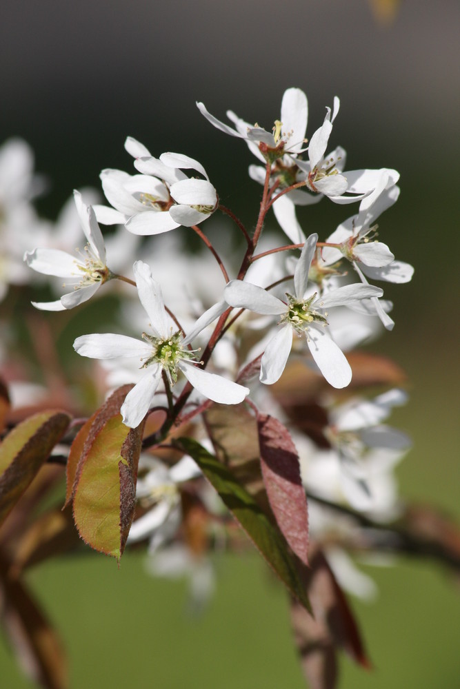 Blüte