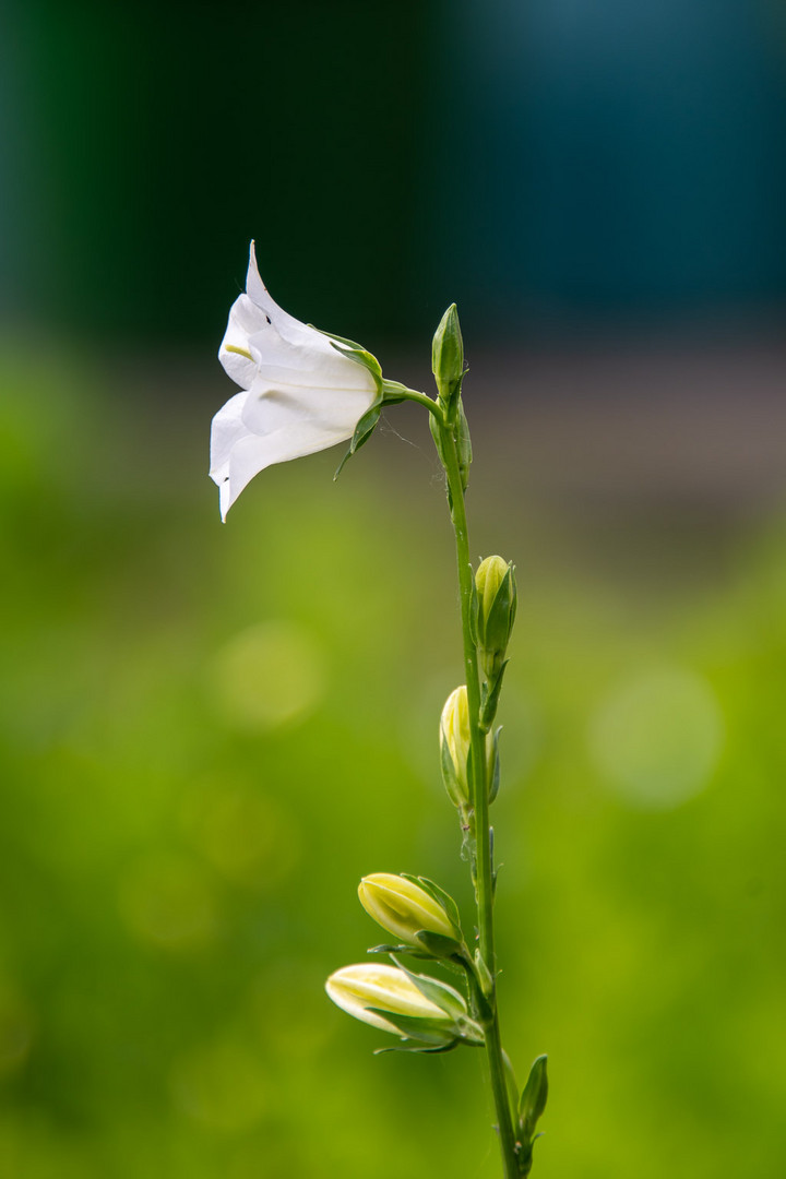 Blüte