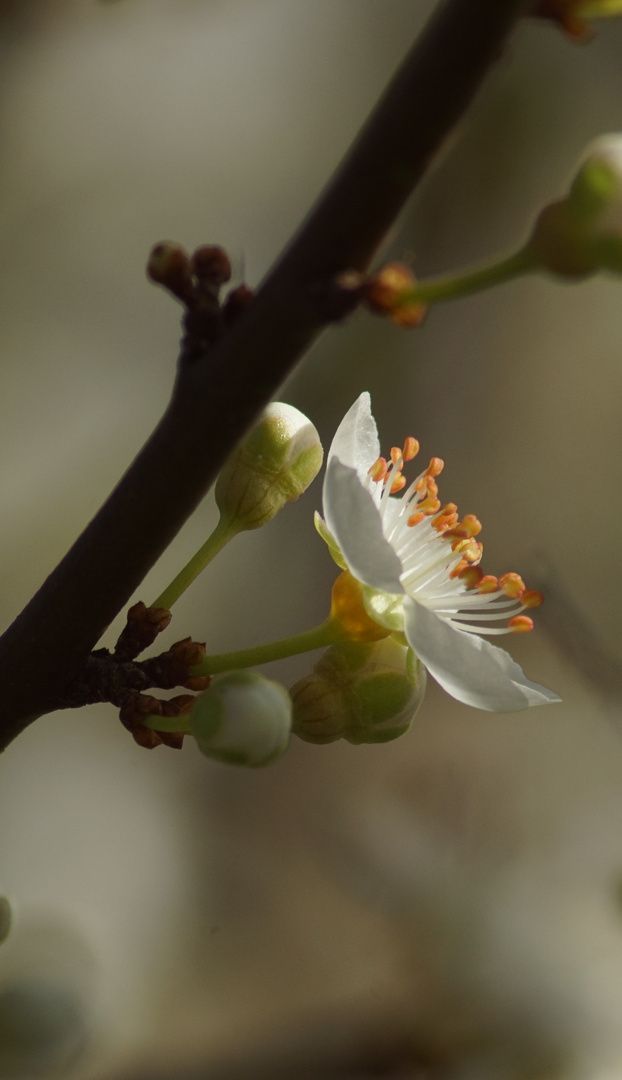 Blüte