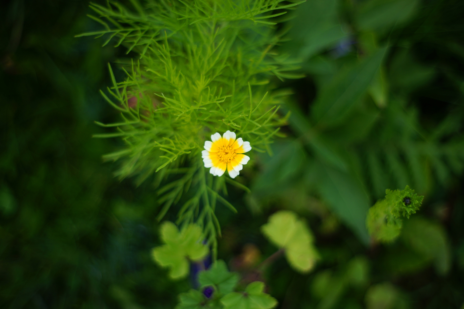 Blüte