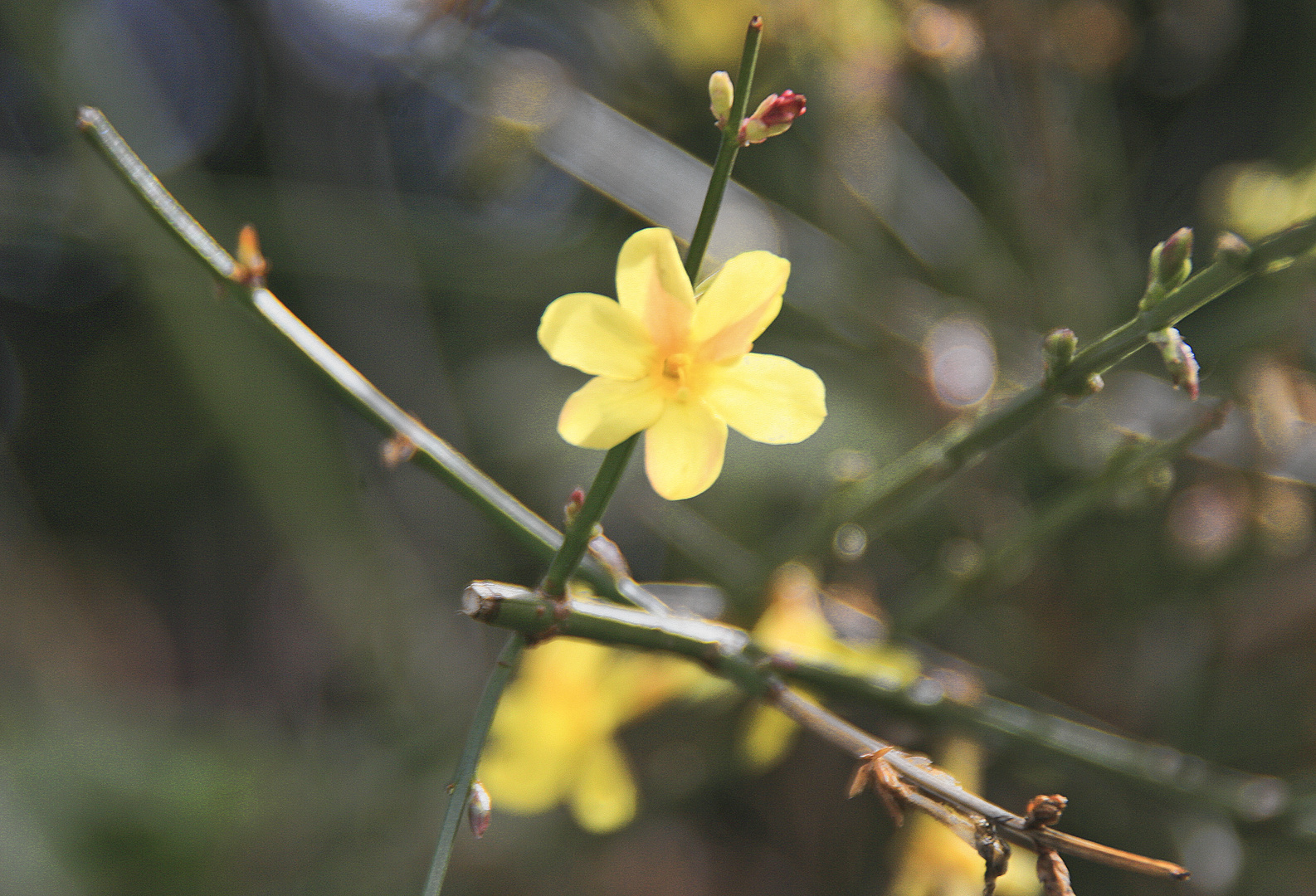 Blüte