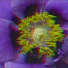 Blüte (3D)