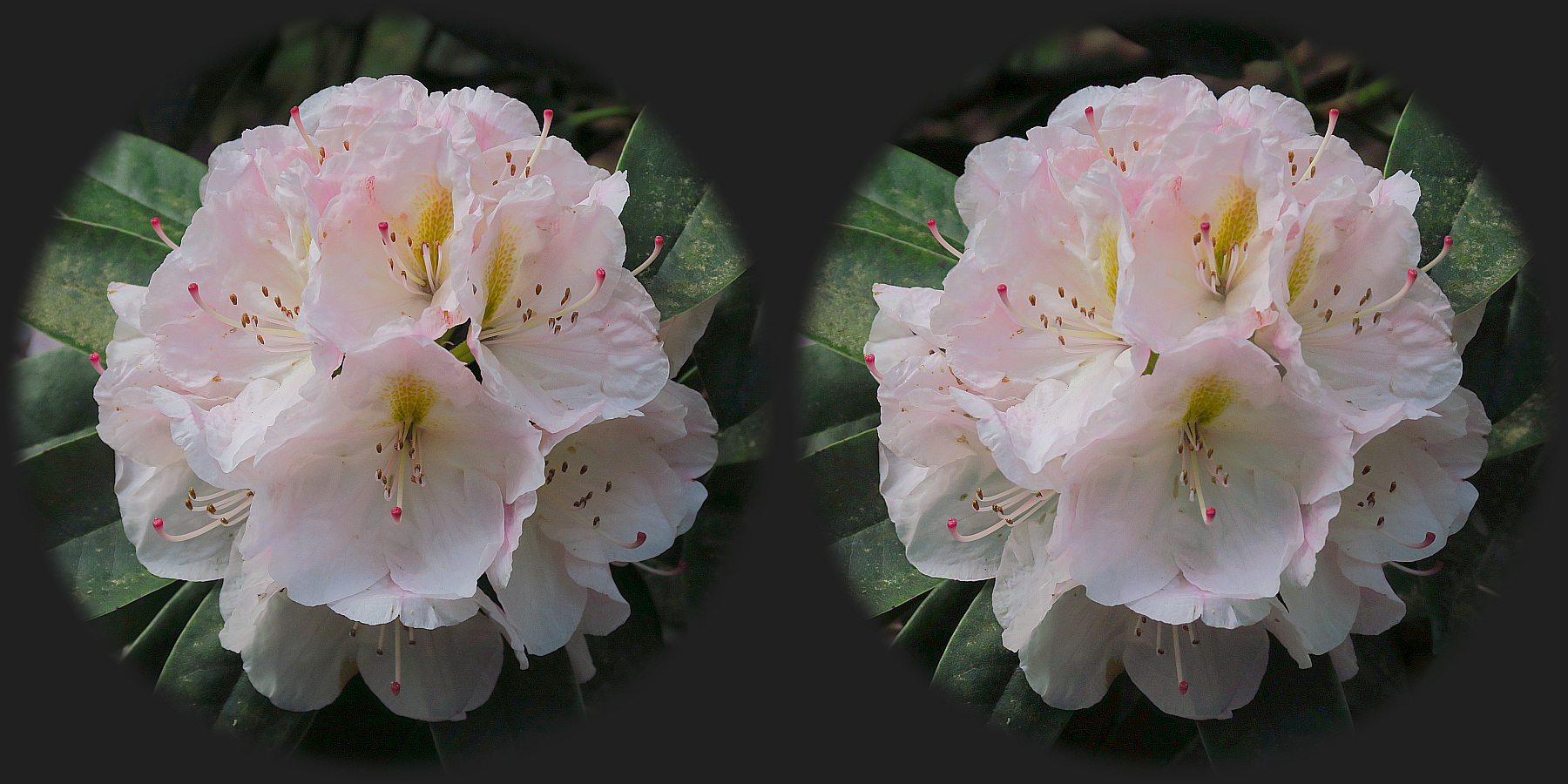 Blüte (3D-Kreuzblick)