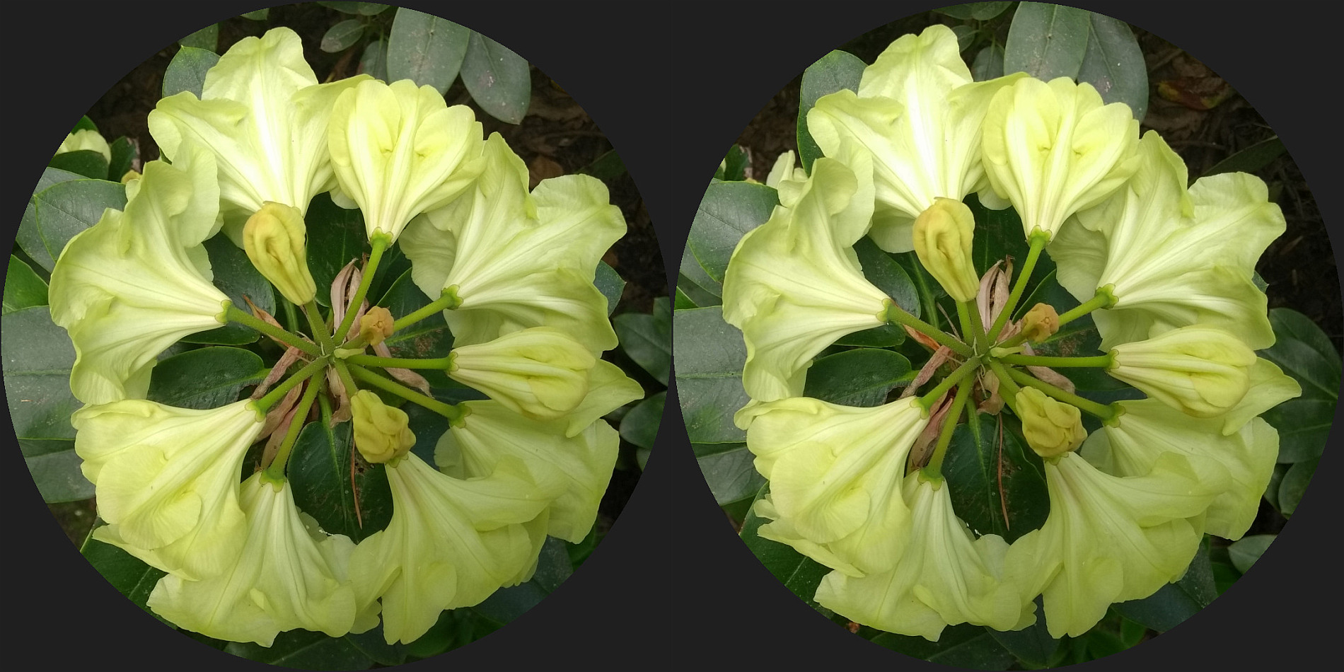 Blüte (3D-Kreuzblick)