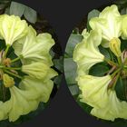 Blüte (3D-Kreuzblick)