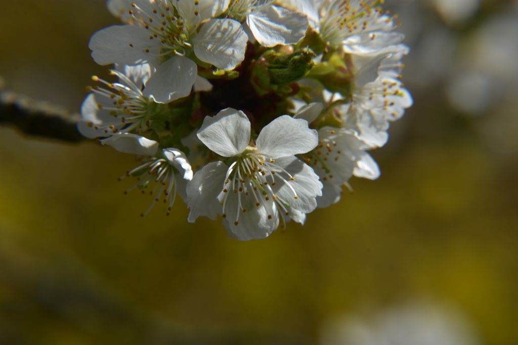 Blüte