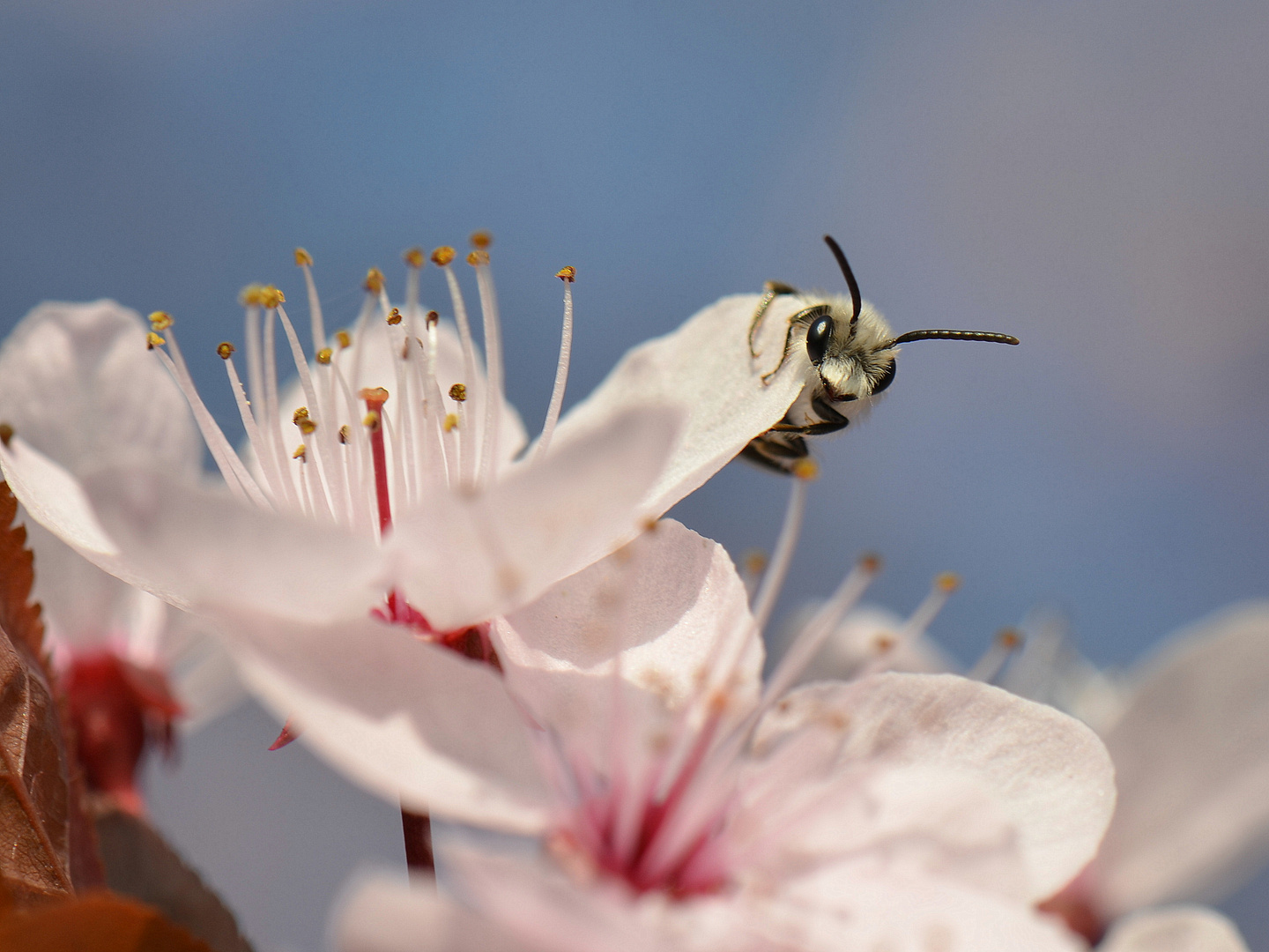 Blüte