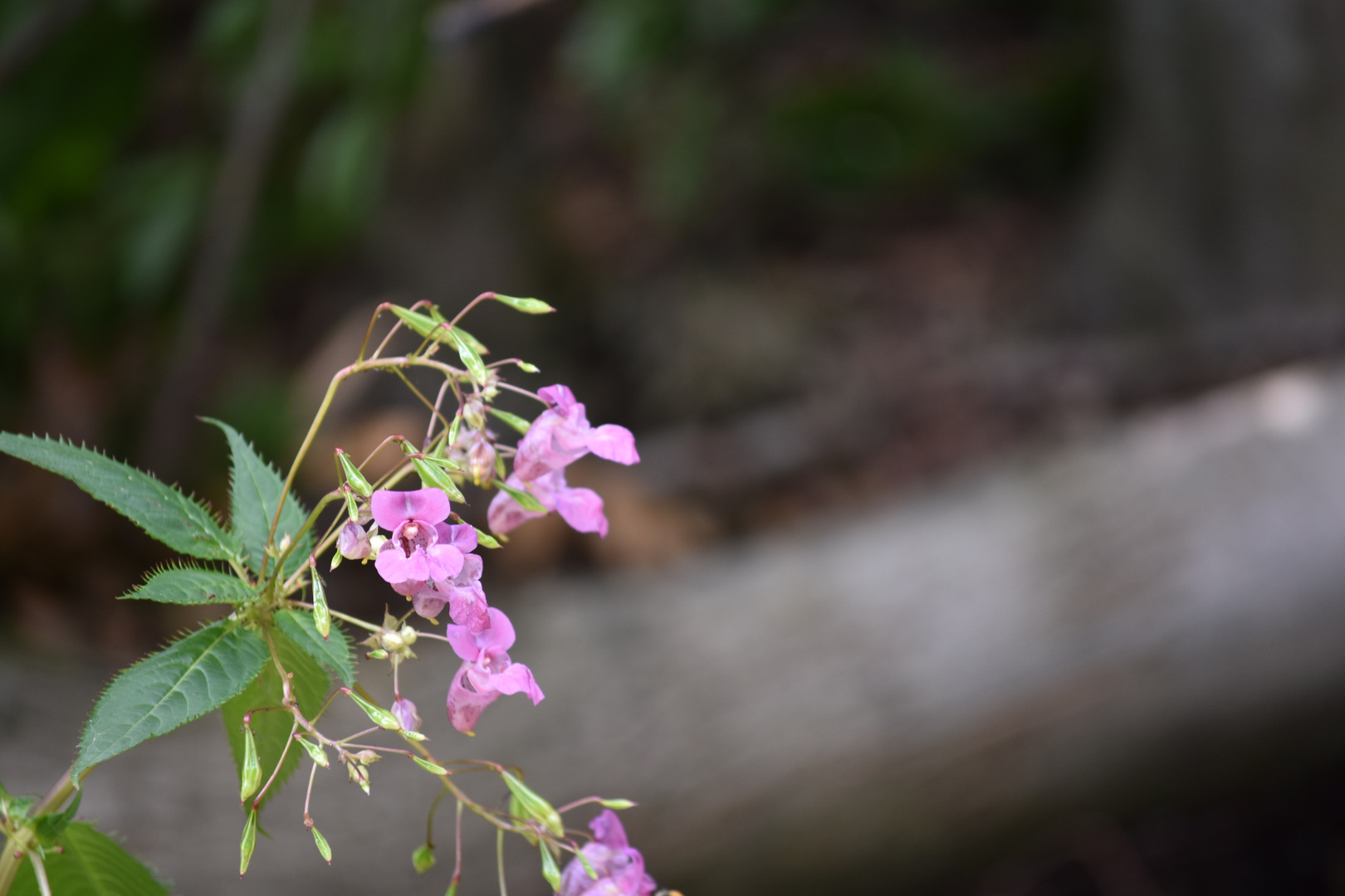 Blüte