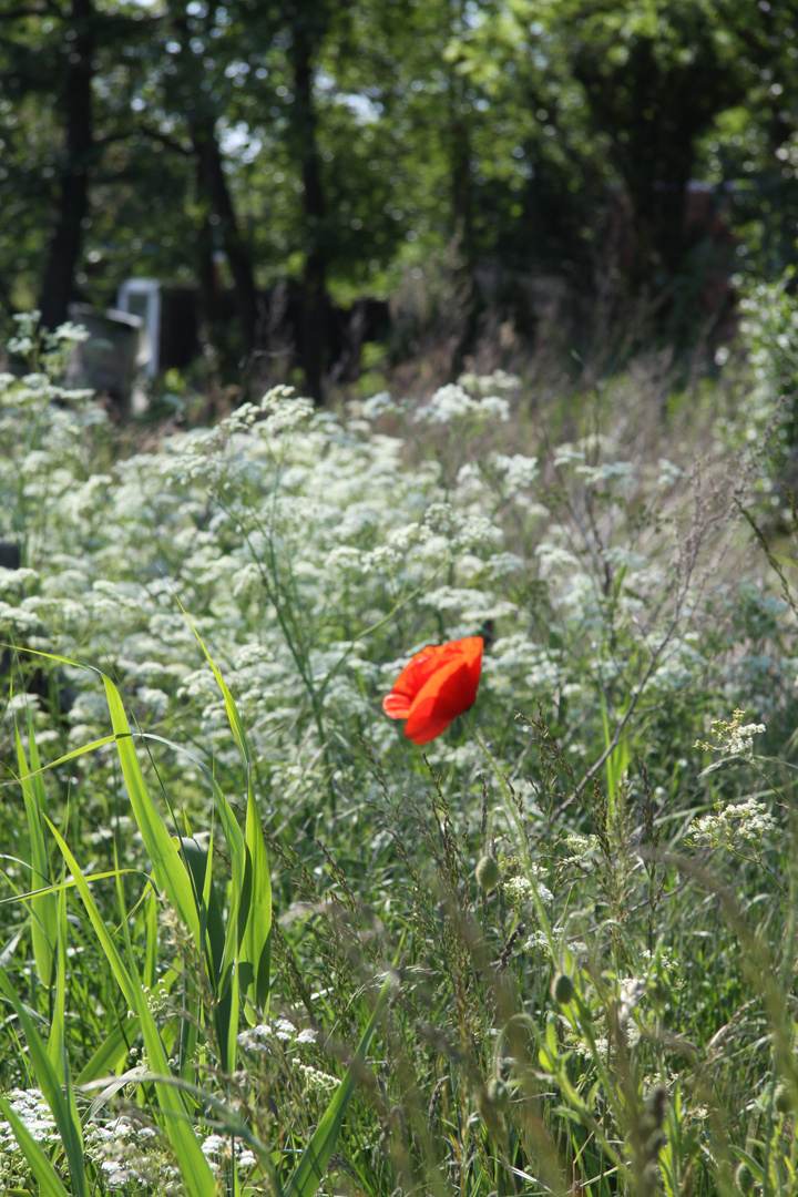 Blüte