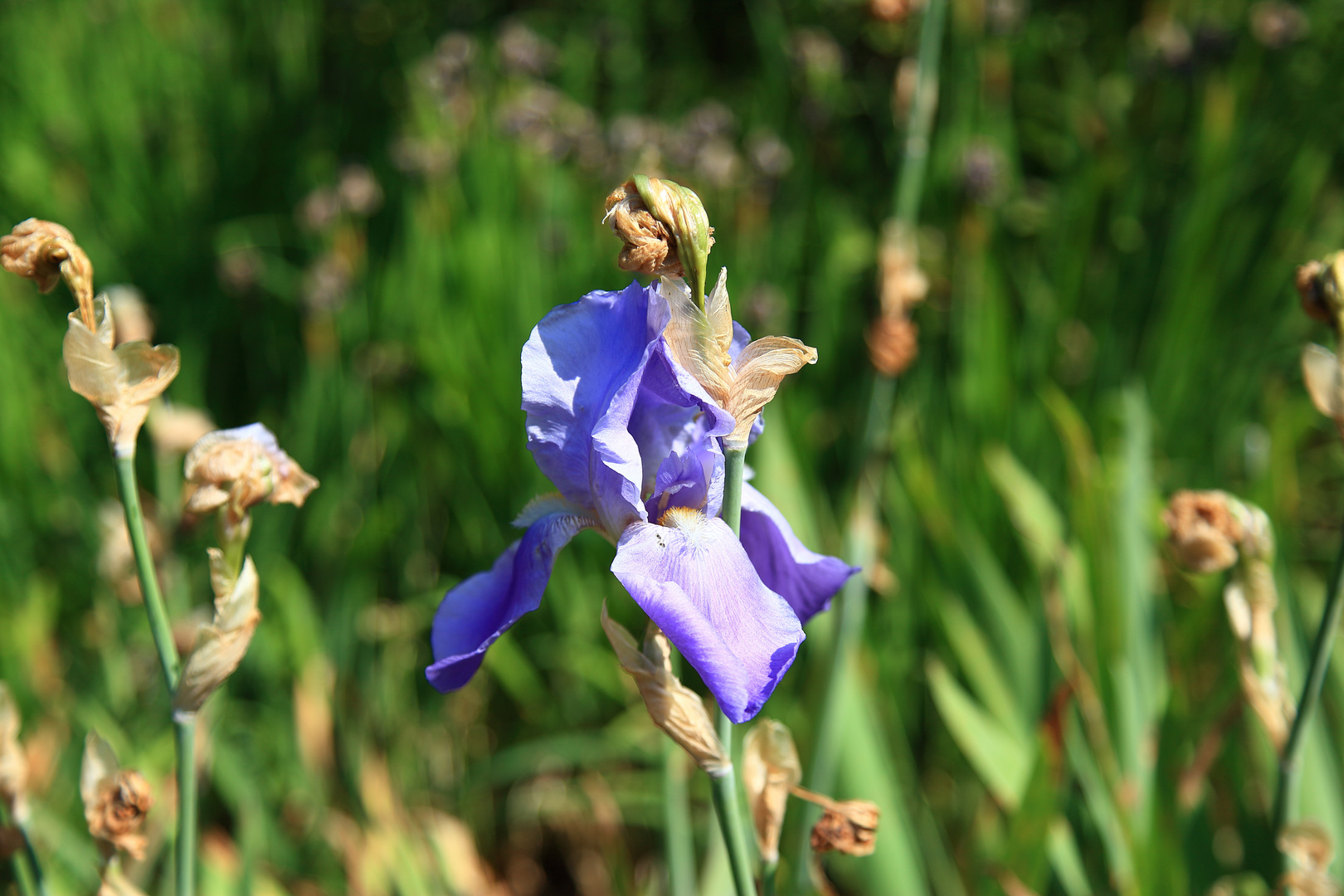 Blüte