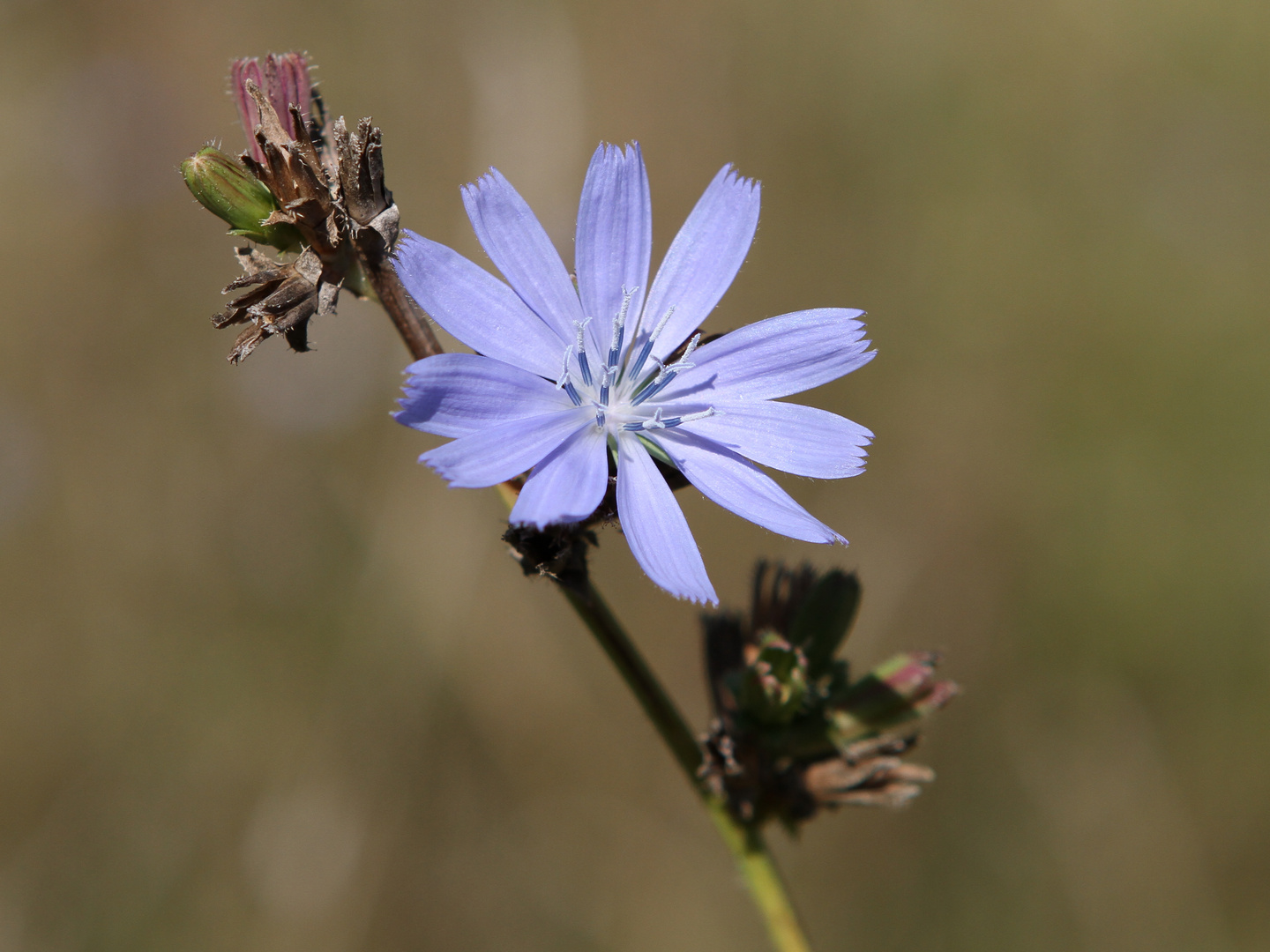 Blüte