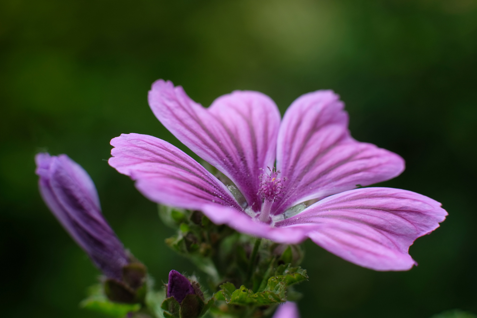 Blüte