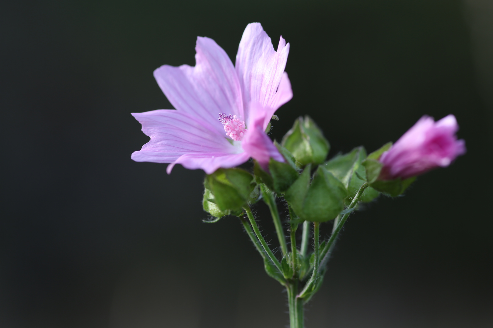 Blüte