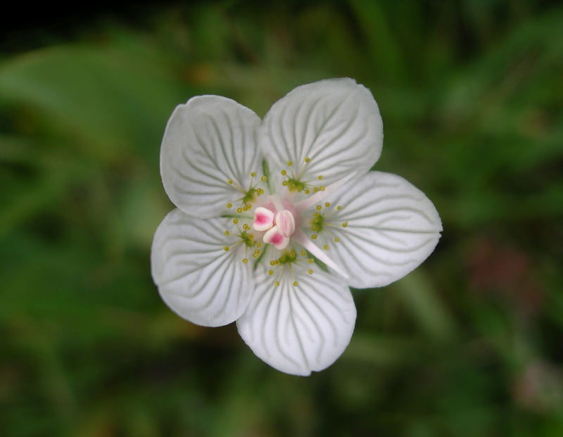 Blüte