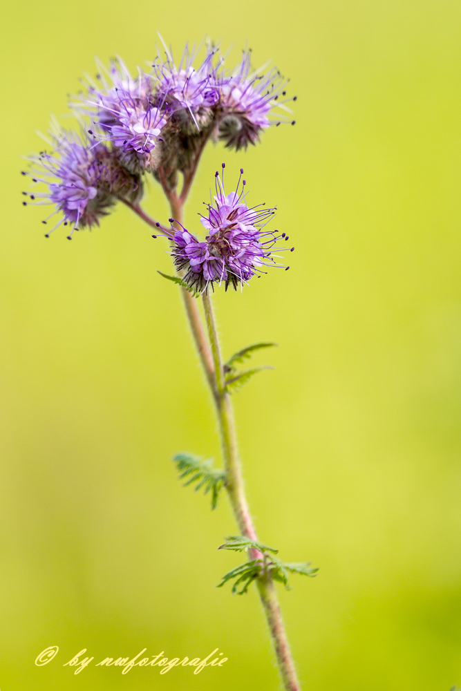 Blüte