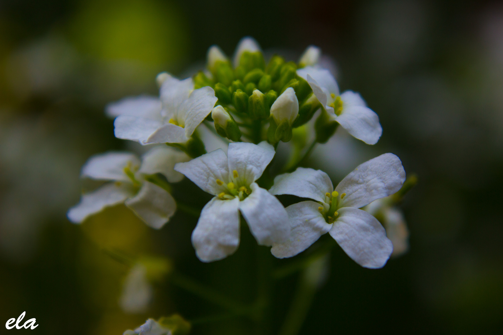 Blüte