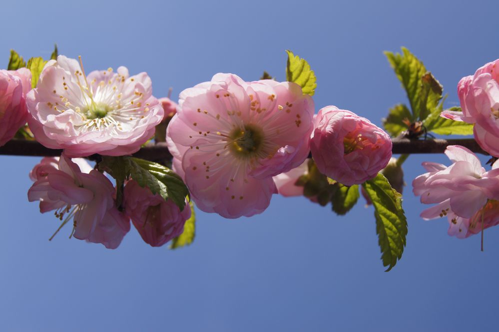 Blüte von fabianna 