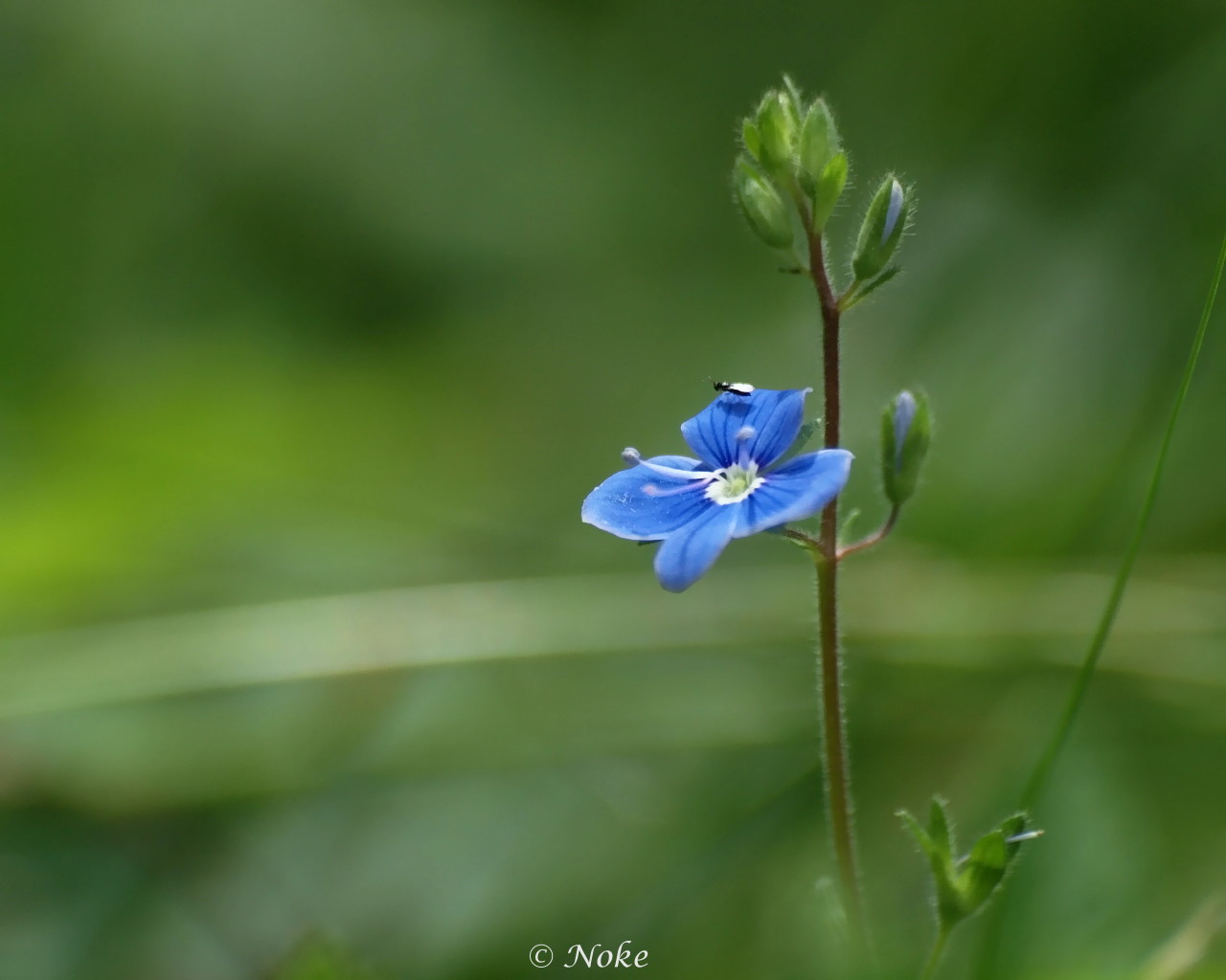 Blüte