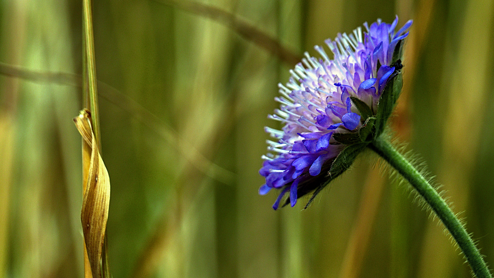 Blüte