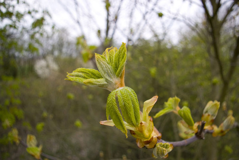 Blüte