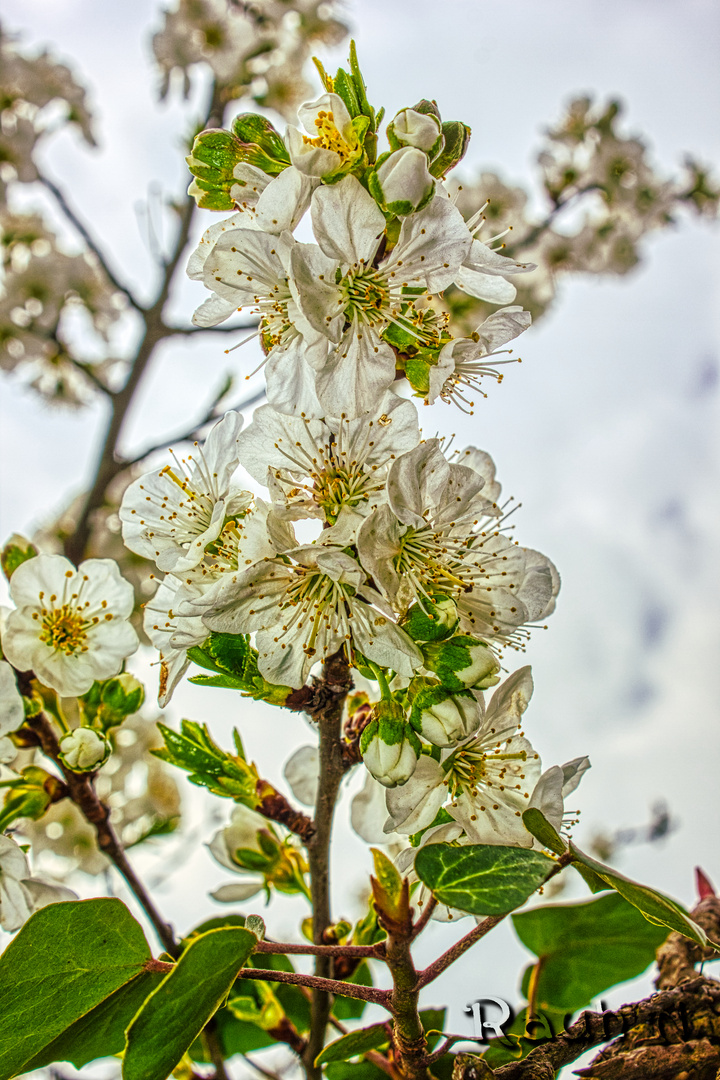 Blüte