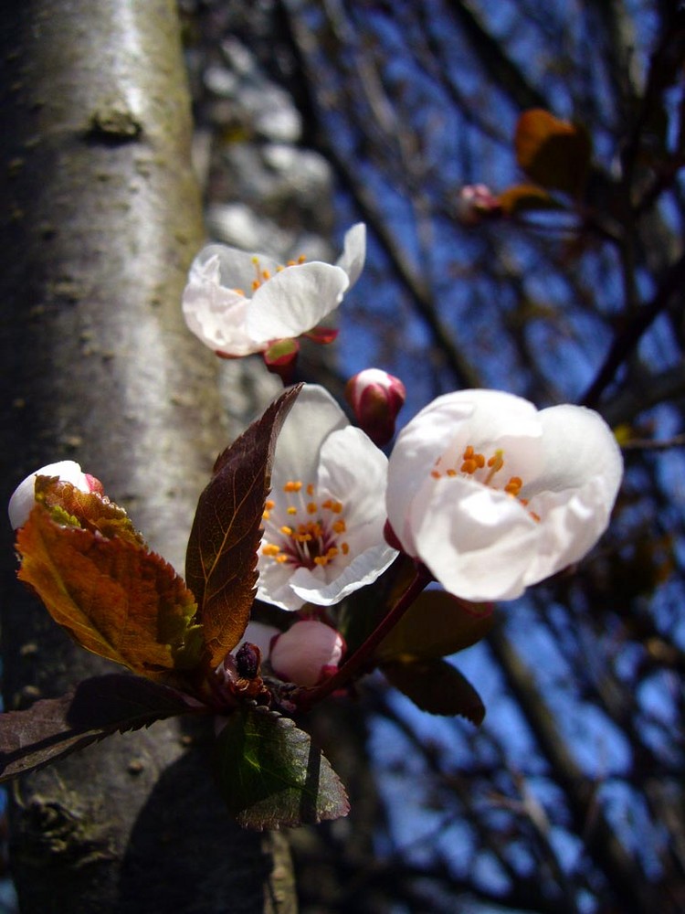 blüte