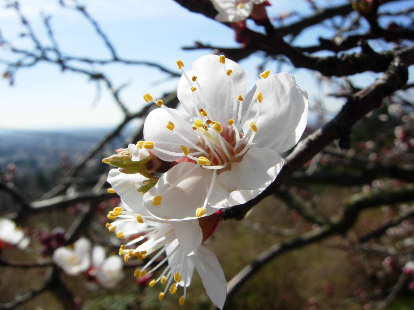 Blüte