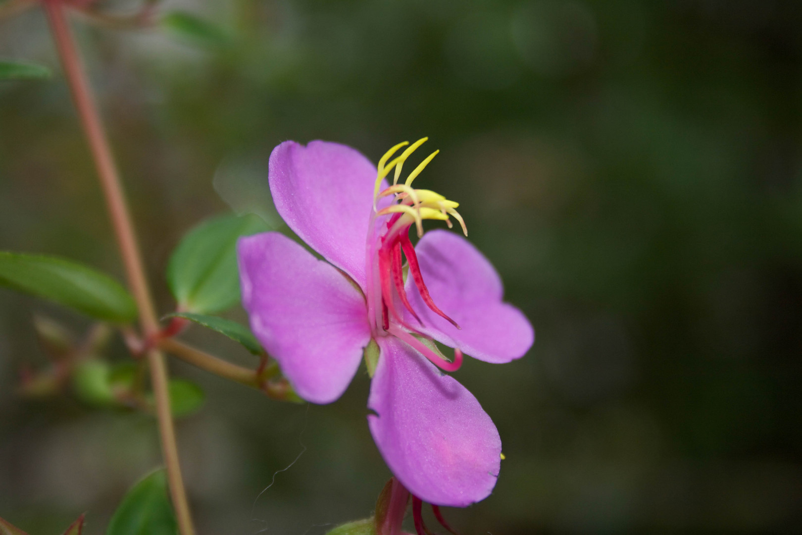 Blüte