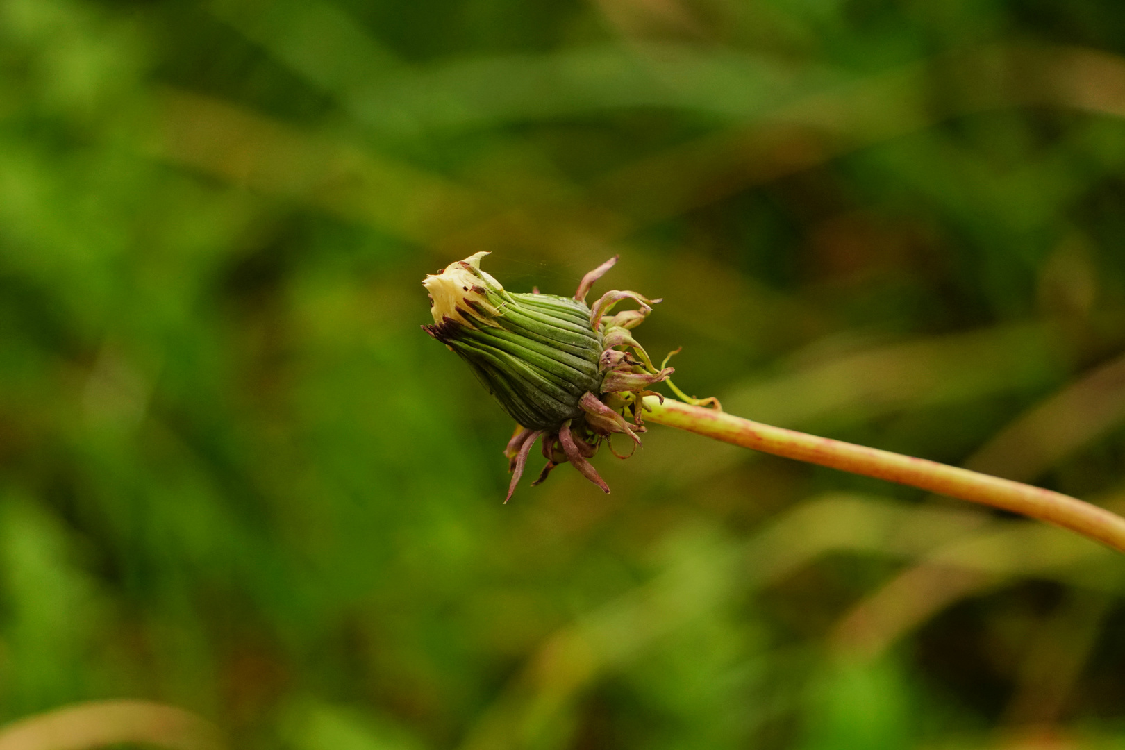 Blüte