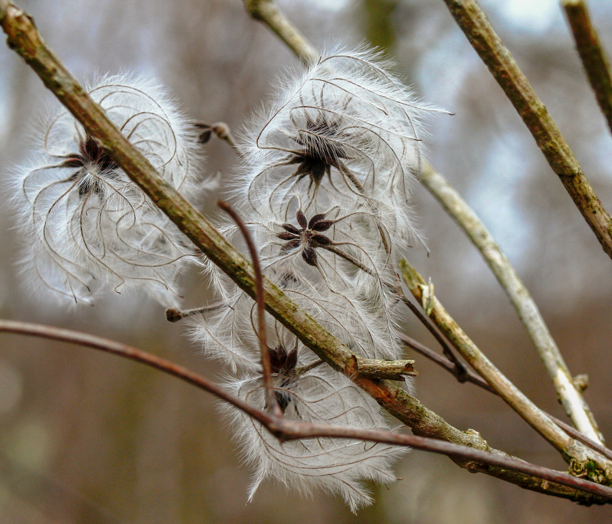 Blüte