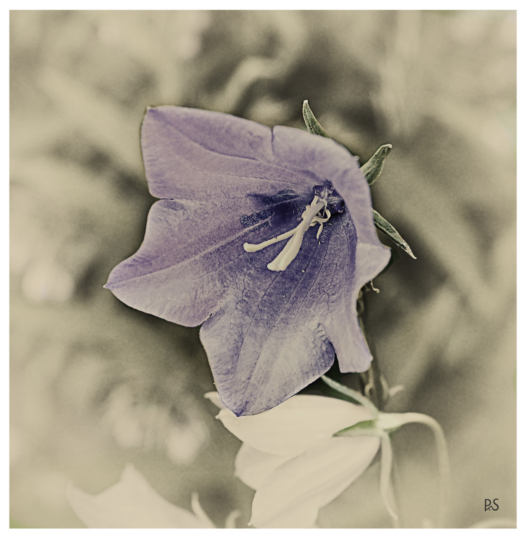 Blüte 7 - Glockenblume